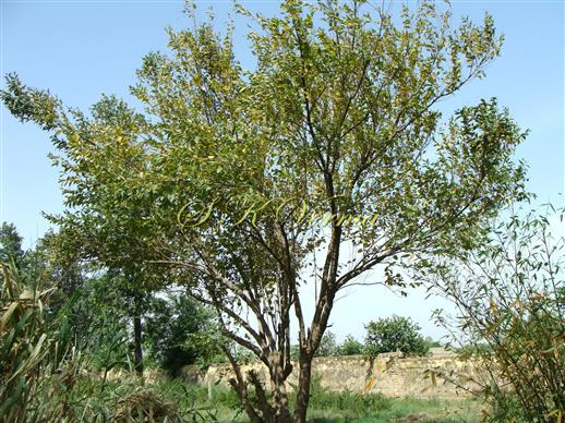  Plant